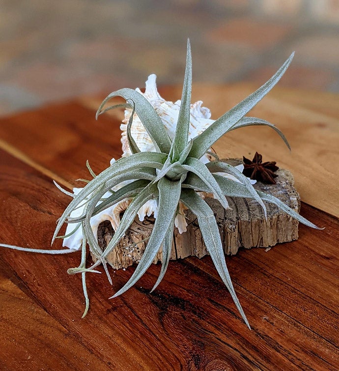 Handcrafted Live Air Plant Terrarium With Seashell And Driftwood
